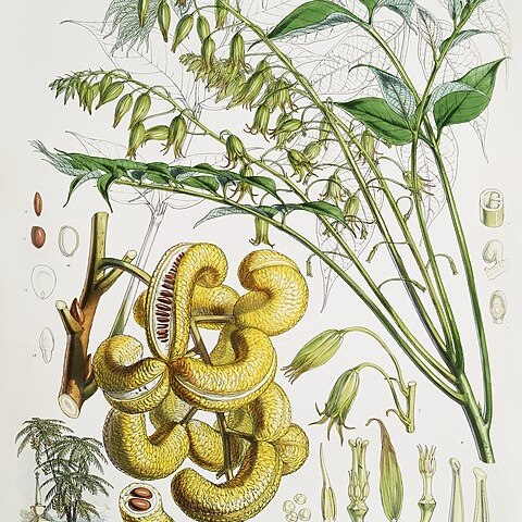 Decaisnea insignis unspecified picture