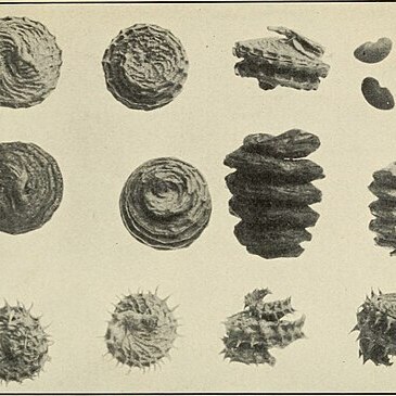 Medicago unspecified picture