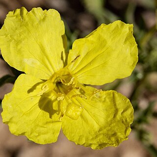 Oenothera tubicula unspecified picture