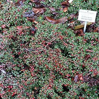 Cotoneaster congestus unspecified picture