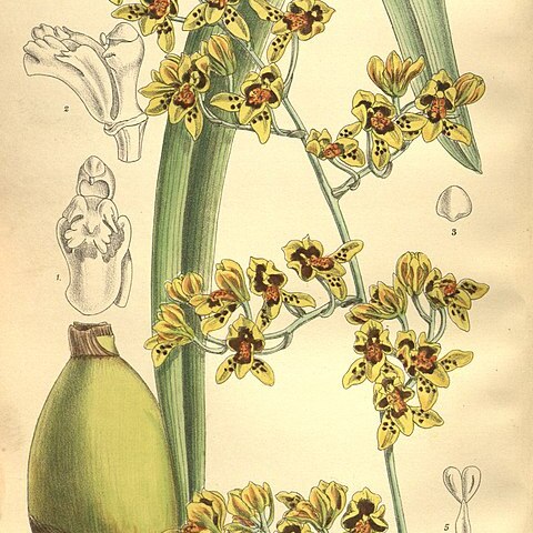 Cyrtochilum densiflorum unspecified picture