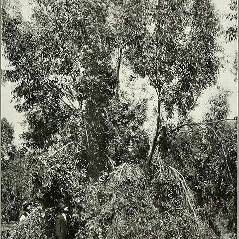 Eucalyptus occidentalis unspecified picture
