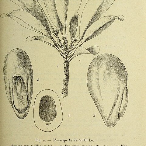 Autranella congolensis unspecified picture