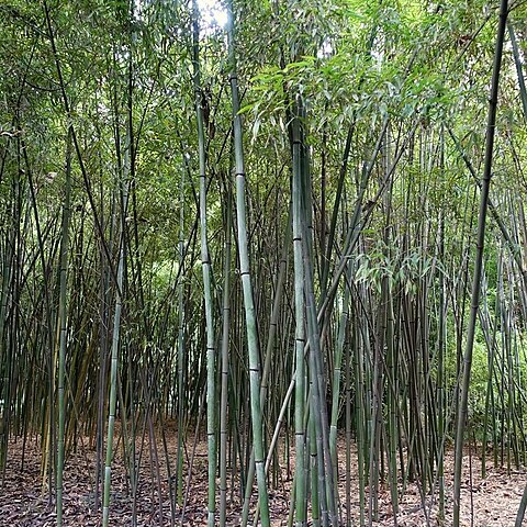 Phyllostachys nuda unspecified picture