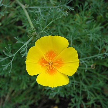 Eschscholzia californica subsp. mexicana unspecified picture
