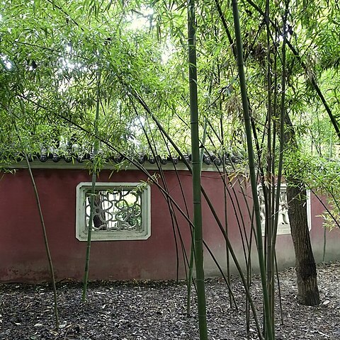Phyllostachys nidularia unspecified picture