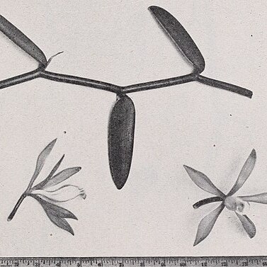 Vanilla phaeantha unspecified picture