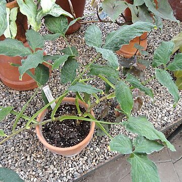 Syngonium wendlandii unspecified picture