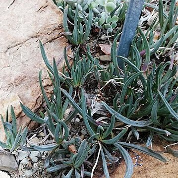 Curio acaulis unspecified picture