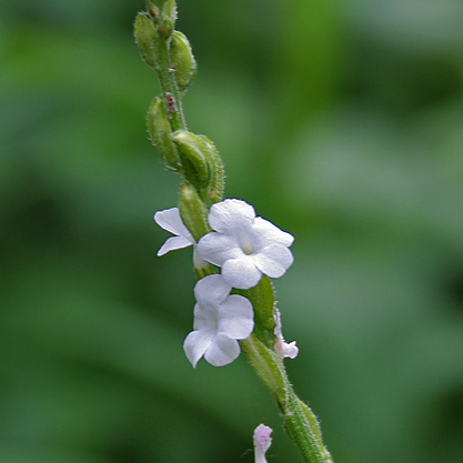 Priva cordifolia unspecified picture