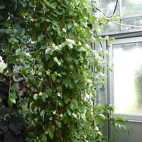 Begonia molleri unspecified picture