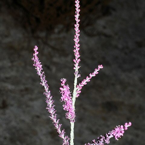 Tamarix hispida unspecified picture