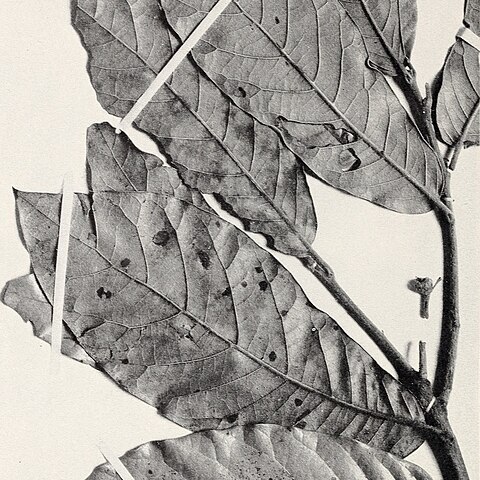 Quercus elliptica unspecified picture