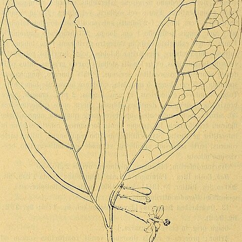 Quararibea asterolepis unspecified picture