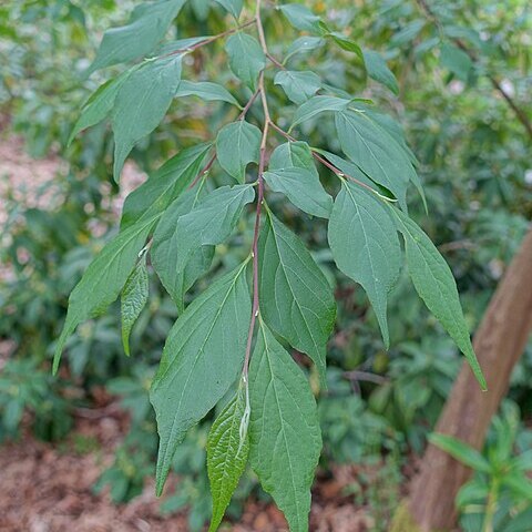 Styrax formosanus unspecified picture