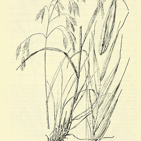 Bromus richardsonii unspecified picture