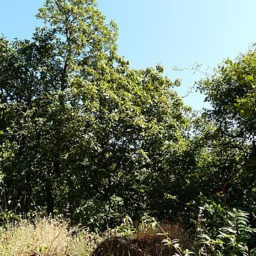 Sapindus trifoliatus unspecified picture