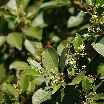 Zanthoxylum ovalifolium unspecified picture