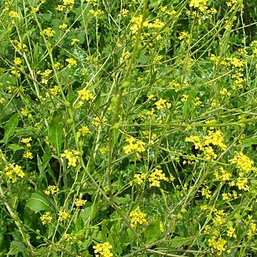 Ochthodium unspecified picture