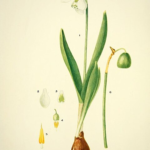 Galanthus fosteri unspecified picture