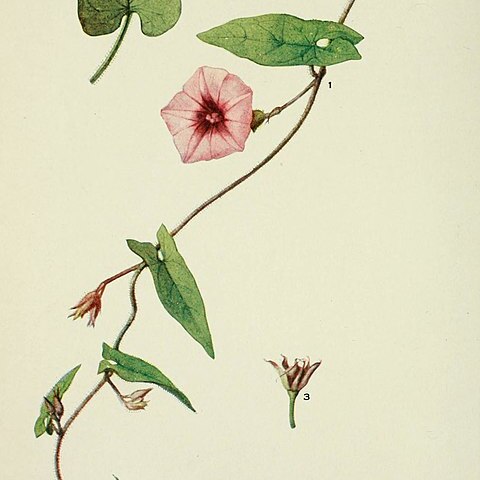 Ipomoea tenuissima unspecified picture