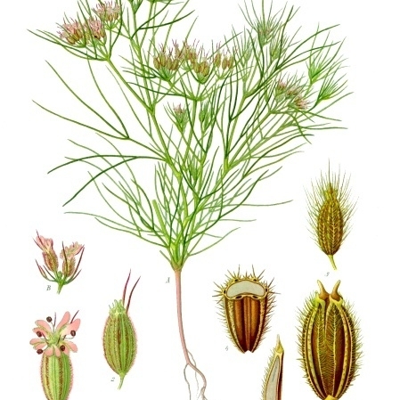 Cuminum cyminum unspecified picture
