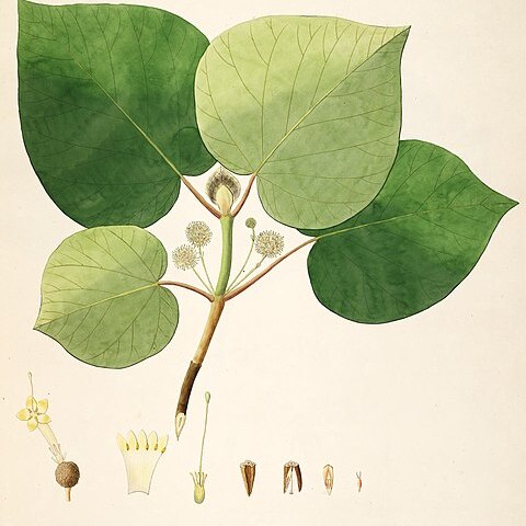 Haldina cordifolia unspecified picture