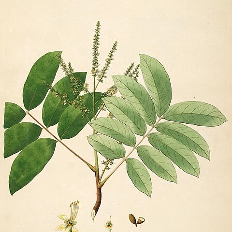 Lepisanthes rubiginosa unspecified picture