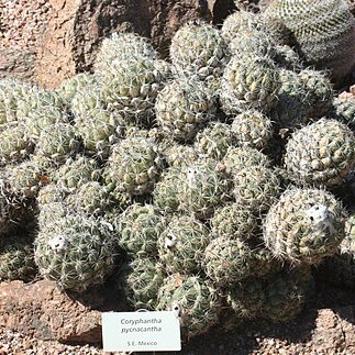 Coryphantha pycnacantha unspecified picture