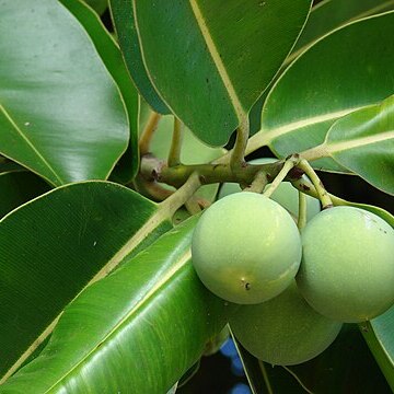 Calophyllum unspecified picture