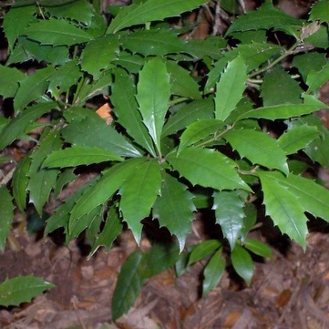 Polyosma unspecified picture