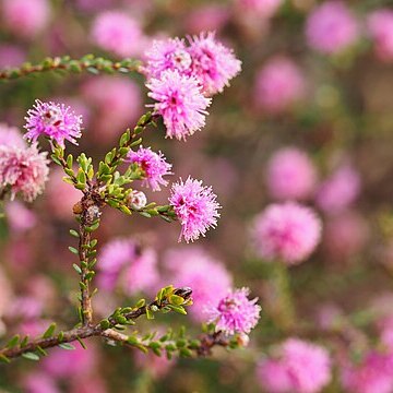 Melaleuca tuberculata unspecified picture