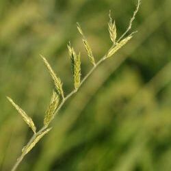 Eriochloa acuminata unspecified picture