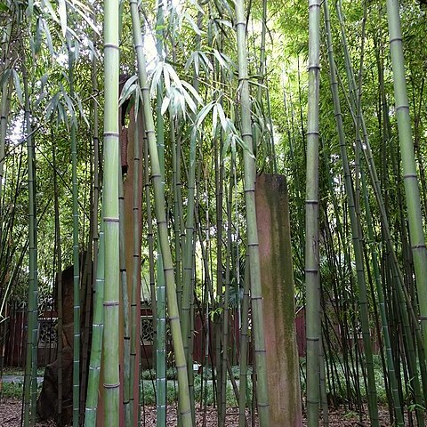 Phyllostachys angusta unspecified picture