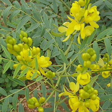 Senna alexandrina unspecified picture