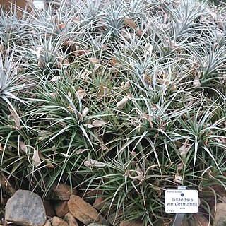 Tillandsia werdermannii unspecified picture