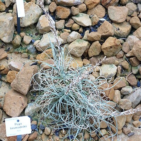 Puya hromadnikii unspecified picture