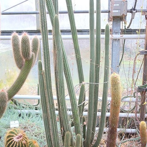 Cleistocactus morawetzianus unspecified picture