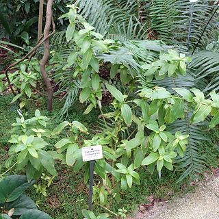 Catharanthus trichophyllus unspecified picture