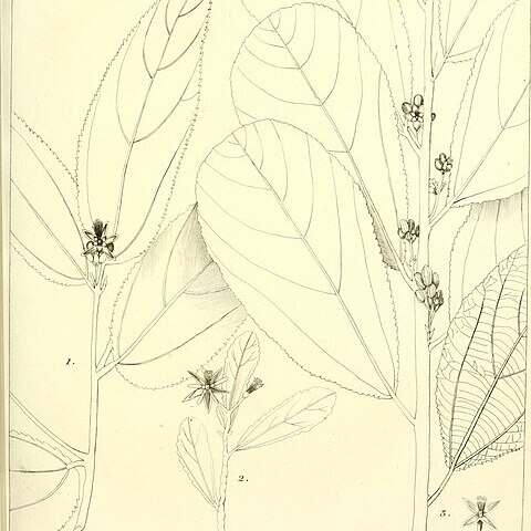 Grewia tomentosa unspecified picture