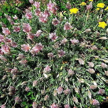 Astragalus caucasicus unspecified picture