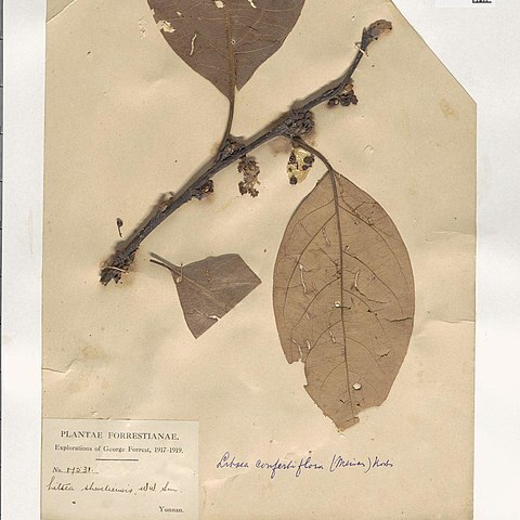 Parasassafras unspecified picture