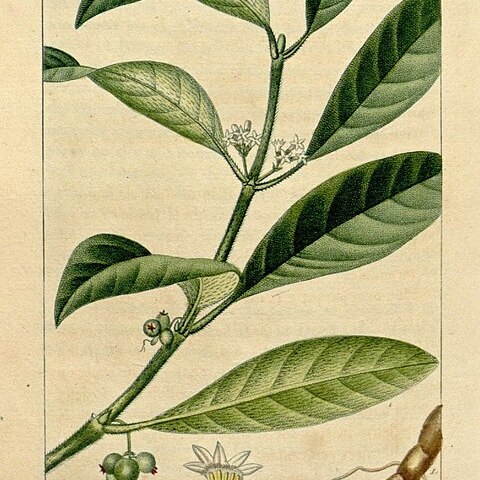 Ronabea emetica unspecified picture