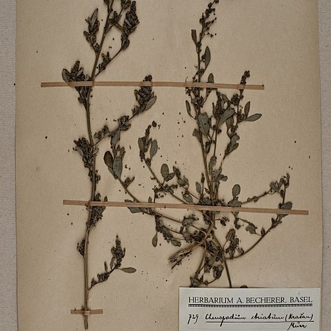 Chenopodium strictum unspecified picture