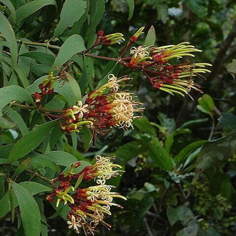 Psittacanthus cucullaris unspecified picture