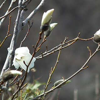 Magnolia salicifolia unspecified picture