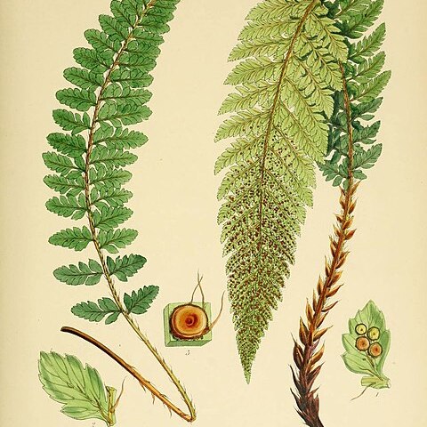 Polystichum mohrioides unspecified picture