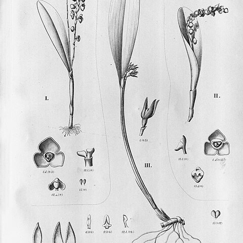 Stelis synsepala unspecified picture