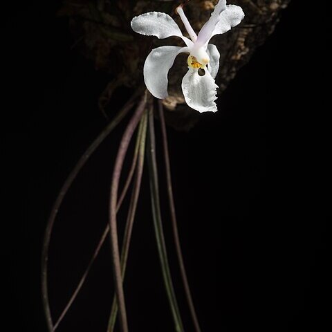 Holcoglossum subulifolium unspecified picture