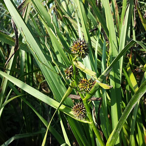 Sparganium erectum subsp. neglectum unspecified picture